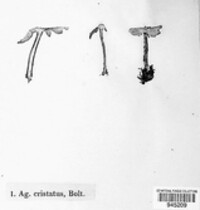 Lepiota cristata image